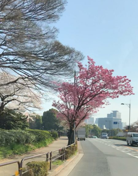 東京の桜の美